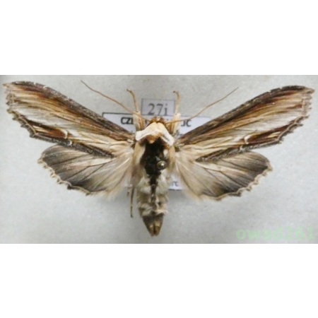 Cucullia verbasci (Linnaeus, 1758) Kapturnica dziewannówka Czech27i